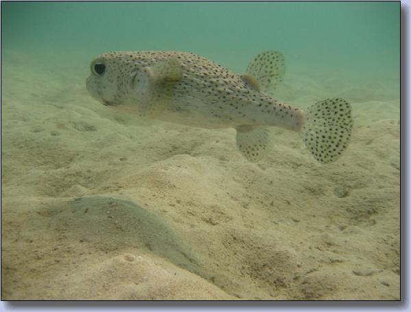 076. pufferfish ved Racha Yai.jpg